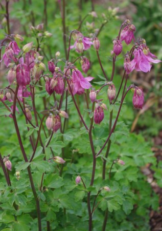 AGUILEGIA vulgaris 